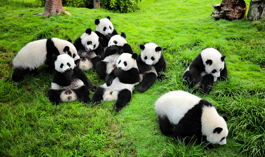Sichuan Giant Panda Sanctuaries